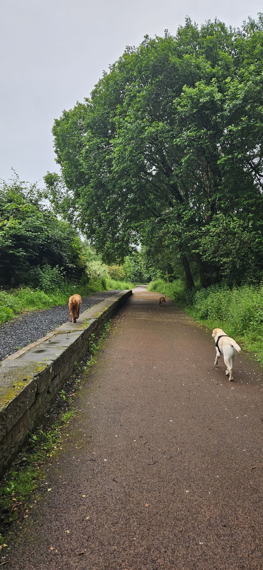 Three dogs walking along a tree-lined path