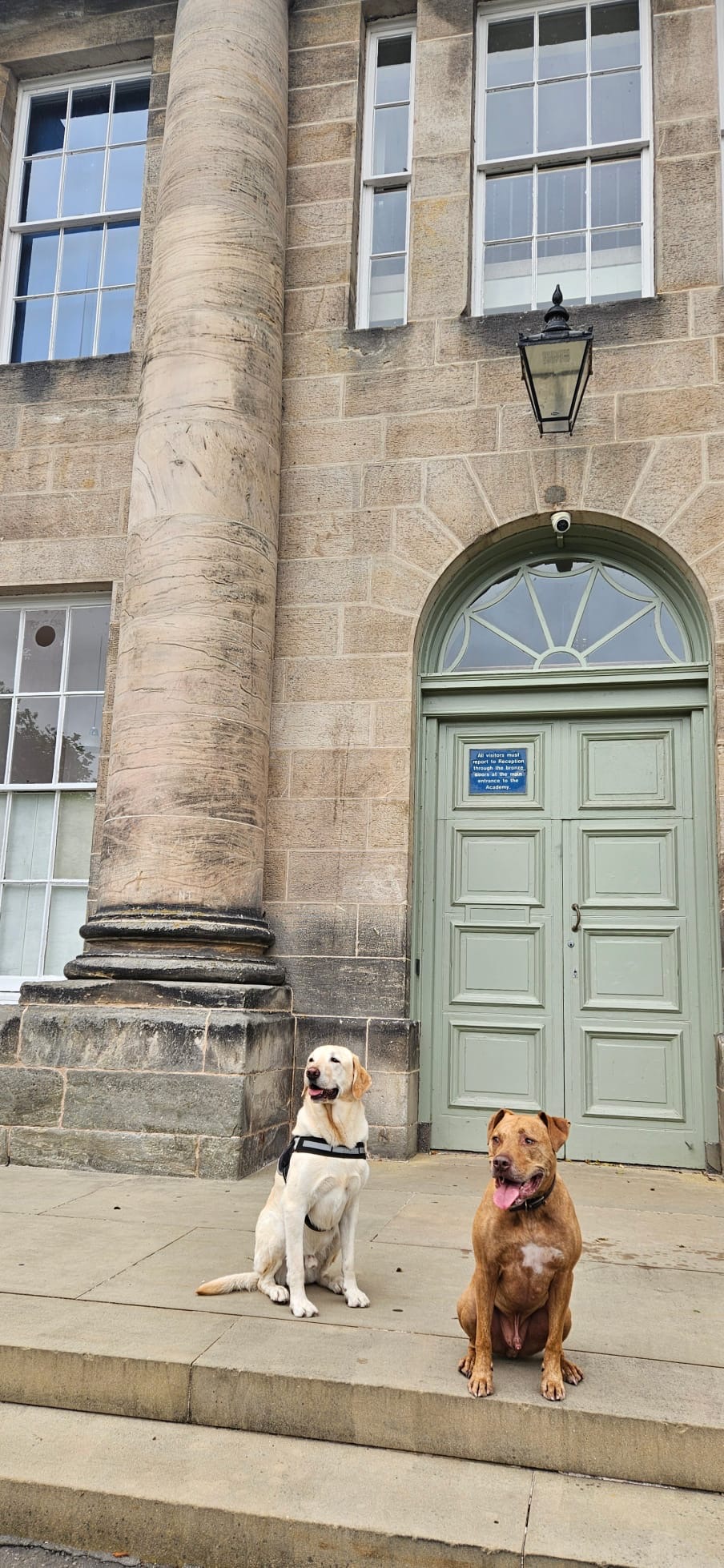Two dogs sitting at the entrance of a stone building