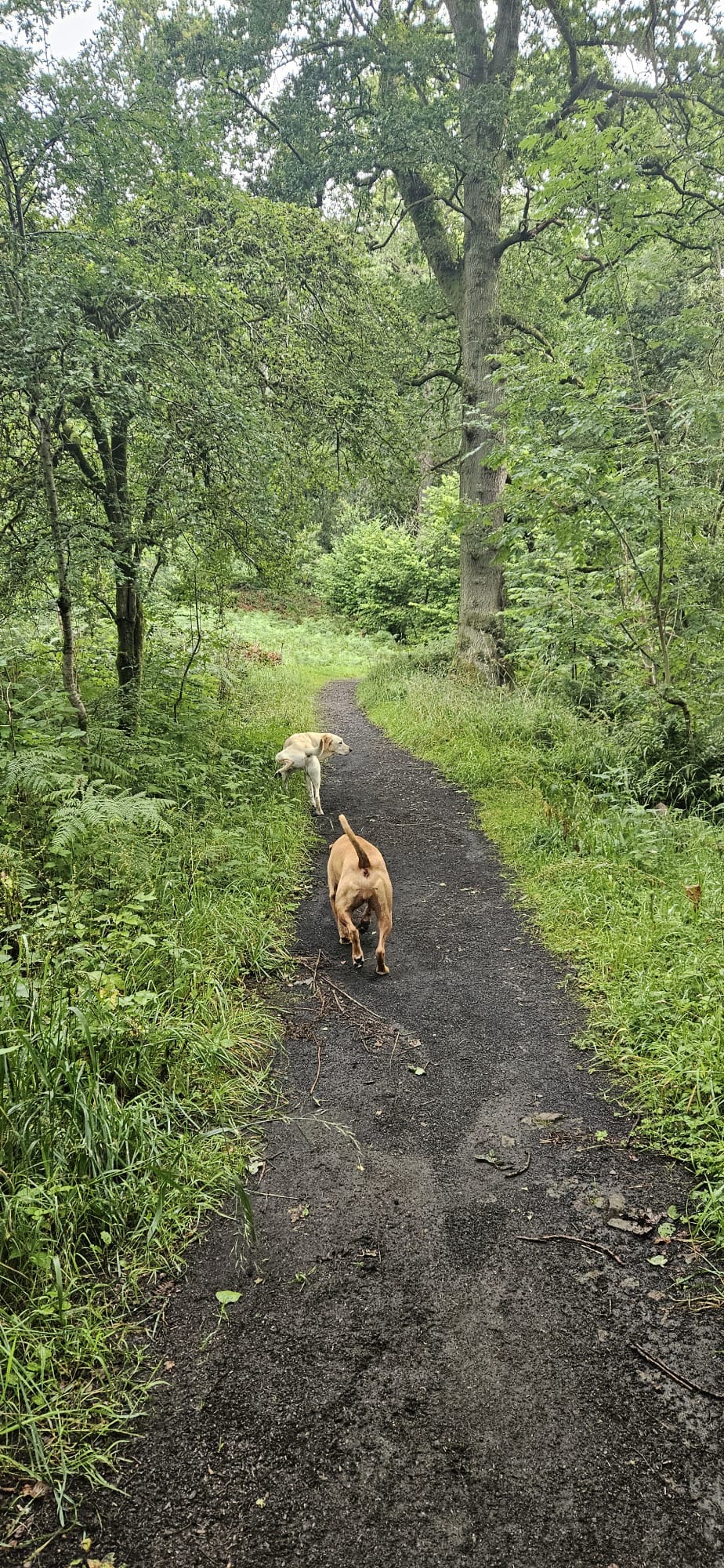 Two dogs heading along a leafy woodland trail